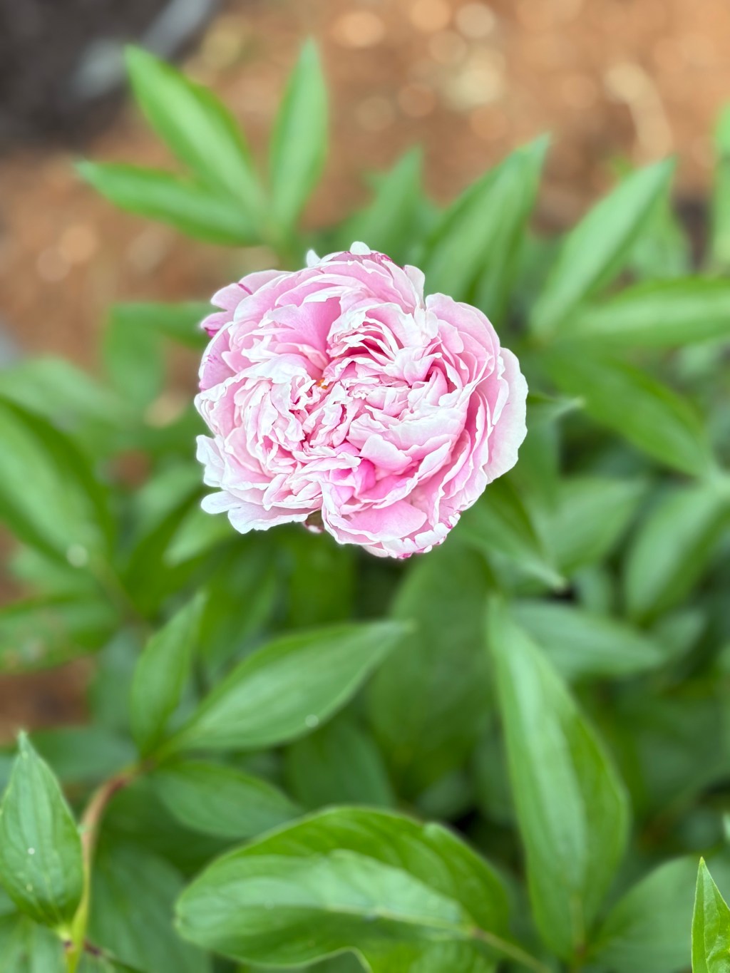 Thriving or surviving?